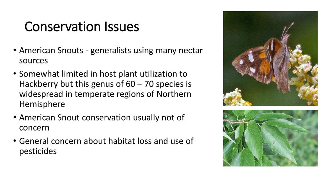 Conservation Issues American Snouts - generalists using many nectar sources.