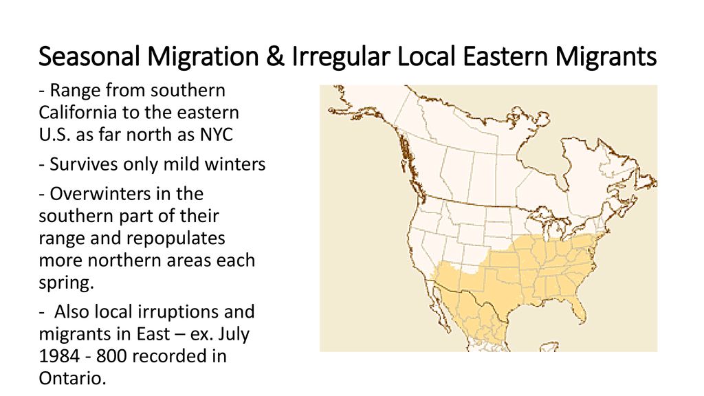 Seasonal Migration & Irregular Local Eastern Migrants