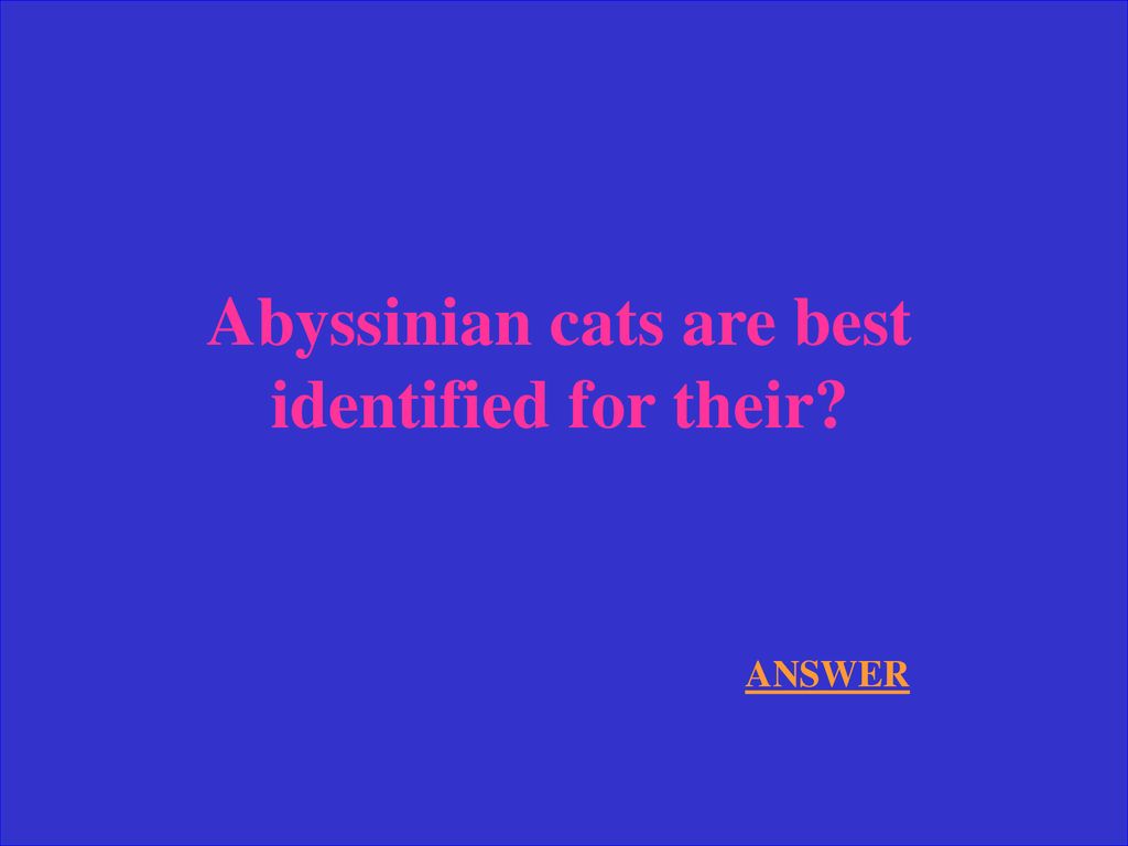 Abyssinian cats are best identified for their