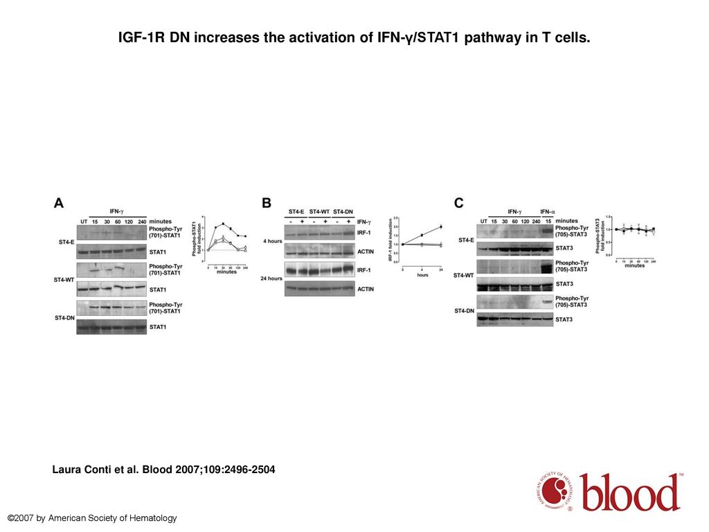 IGF-1R DN increases the activation of IFN-γ/STAT1 pathway in T cells.