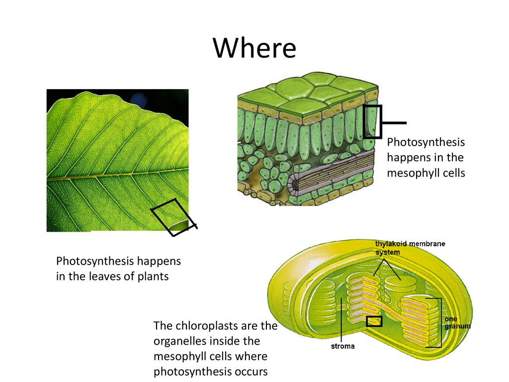 Organelle packet ppt download