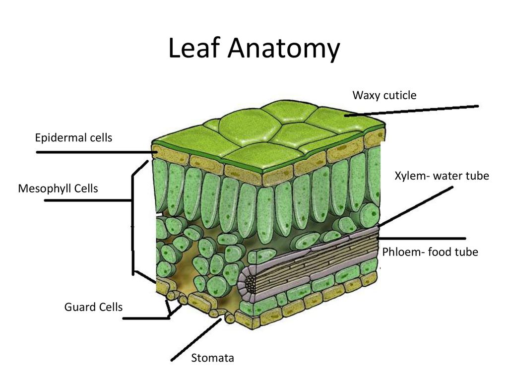 Organelle Packet. - Ppt Download