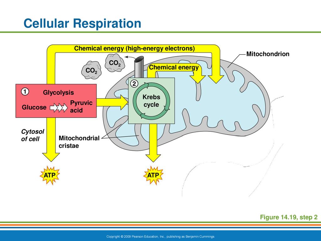 The Digestive System and Body Metabolism - ppt download