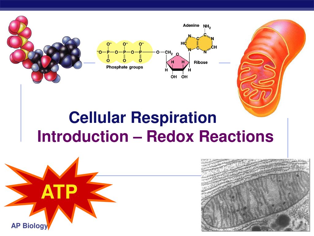 Cellular Respiration Introduction – Redox Reactions