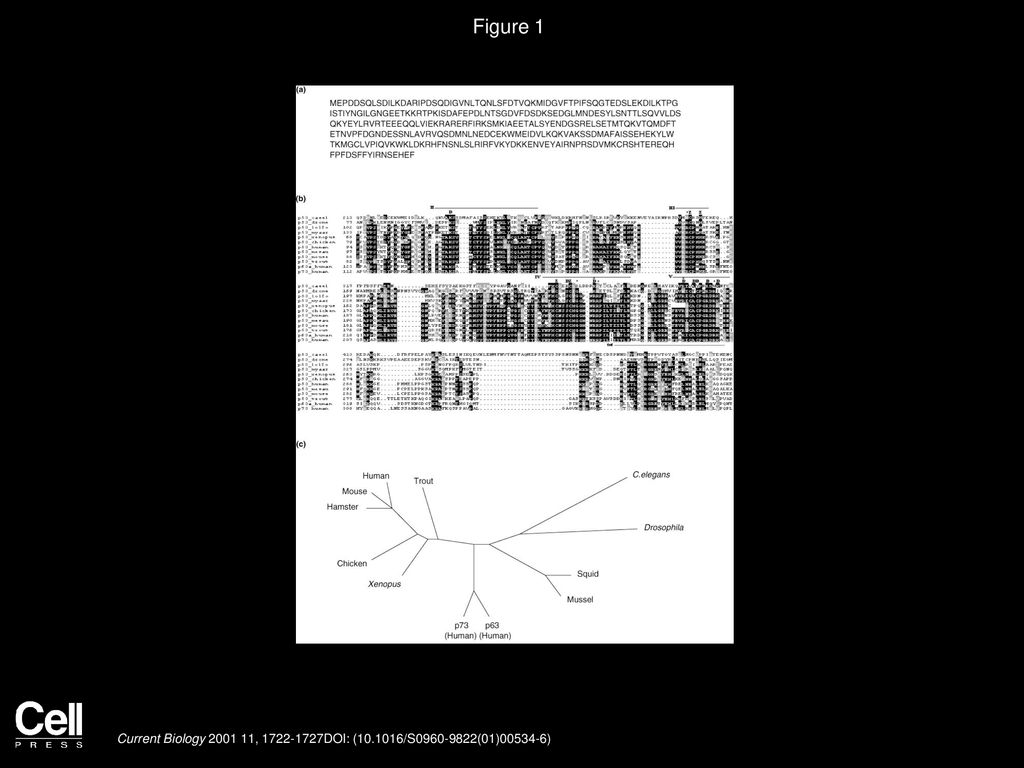 Björn Schumacher, Kay Hofmann, Simon Boulton, Anton Gartner ppt download