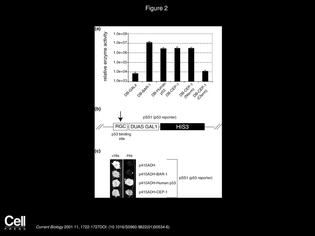 Björn Schumacher, Kay Hofmann, Simon Boulton, Anton Gartner ppt download