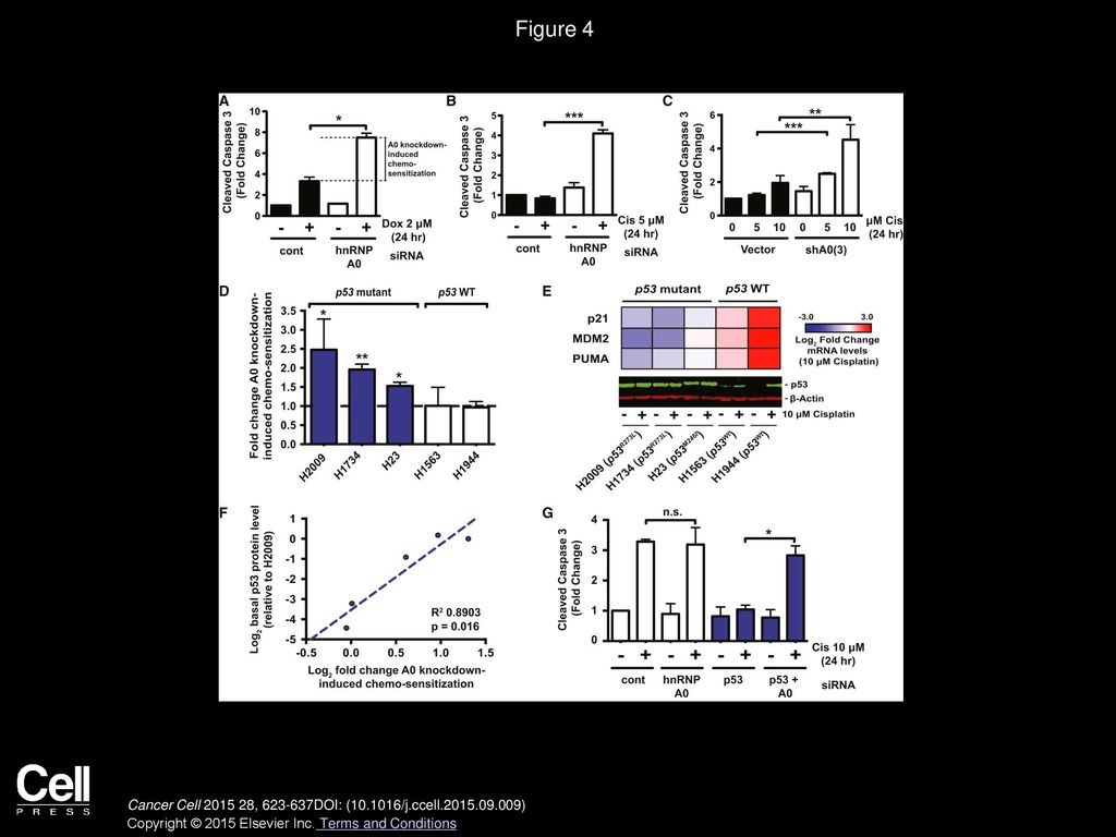 Figure 4 Synthetic Lethality between hnRNPA0 Loss and a Defective p53 Pathway in Response to Chemotherapy.