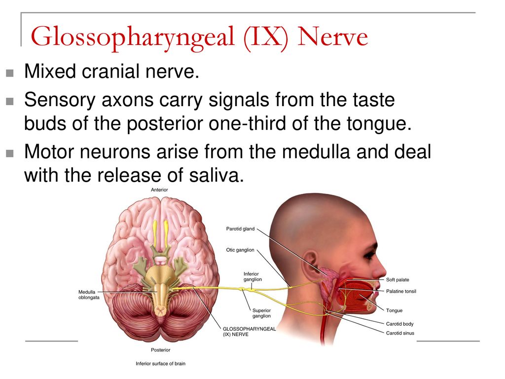 Chapter 14: The Brain and Cranial Nerves - ppt download