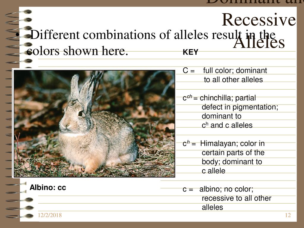 Outline 11-3A Studying Heredity - ppt download