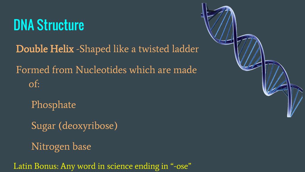 DNA & RNA. - ppt download