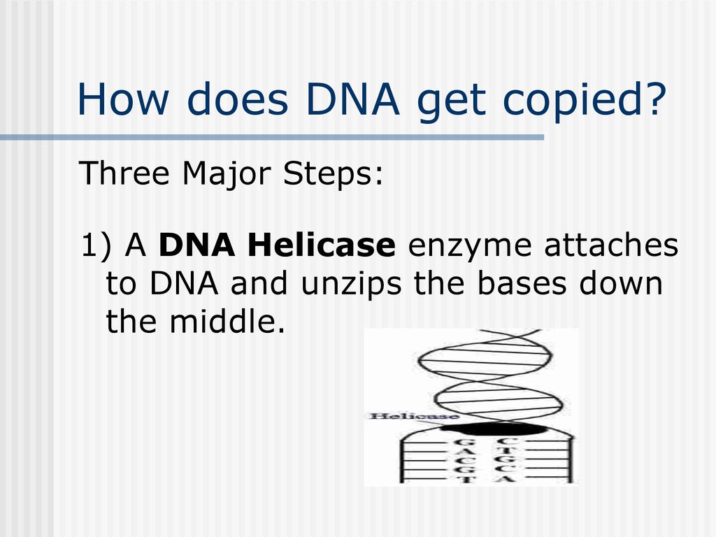 Explain How Dna Is Copied