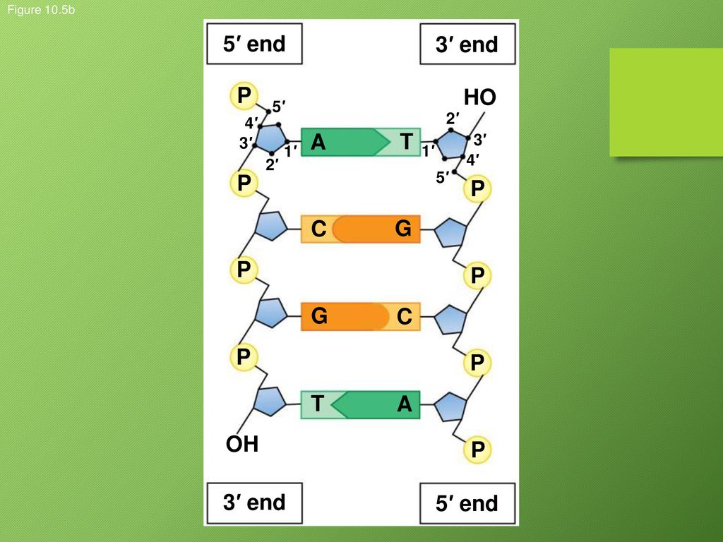Dna Replication Making Sister Chromatids Ppt Download