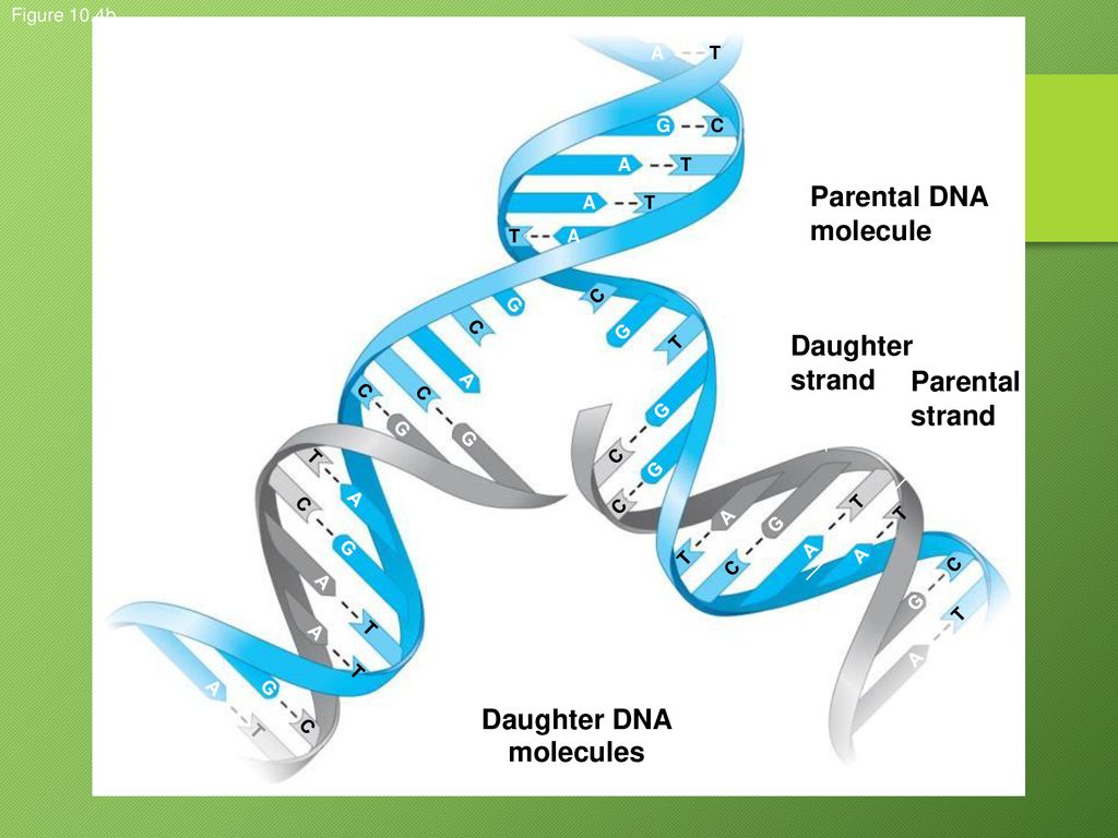 Daughter DNA molecules
