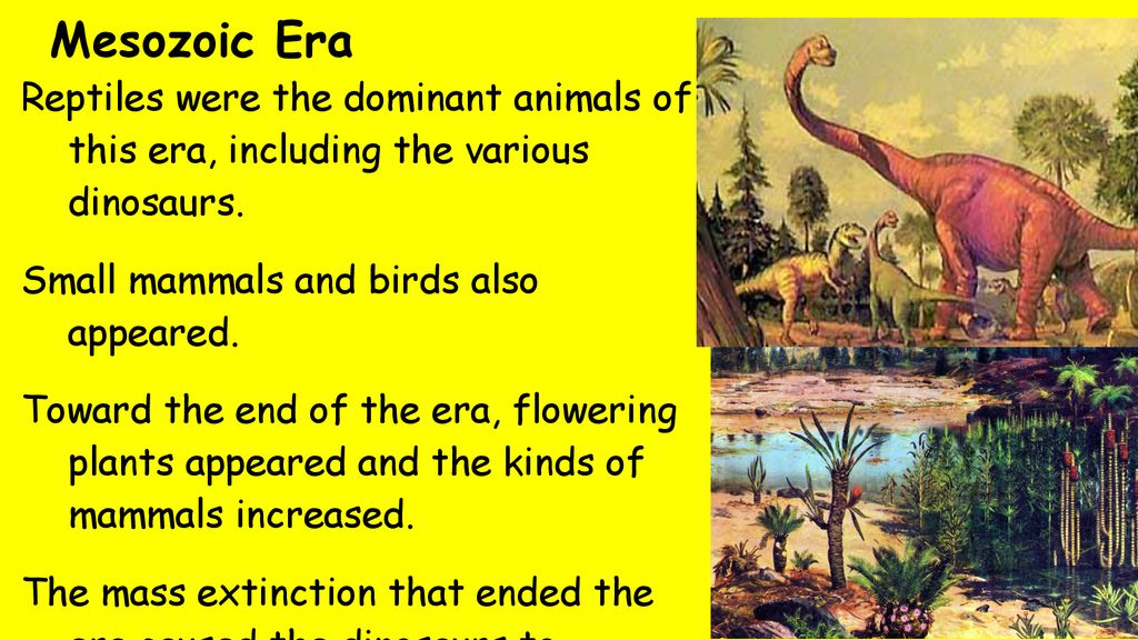Mesozoic Era Reptiles were the dominant animals of this era, including the various dinosaurs. Small mammals and birds also appeared.