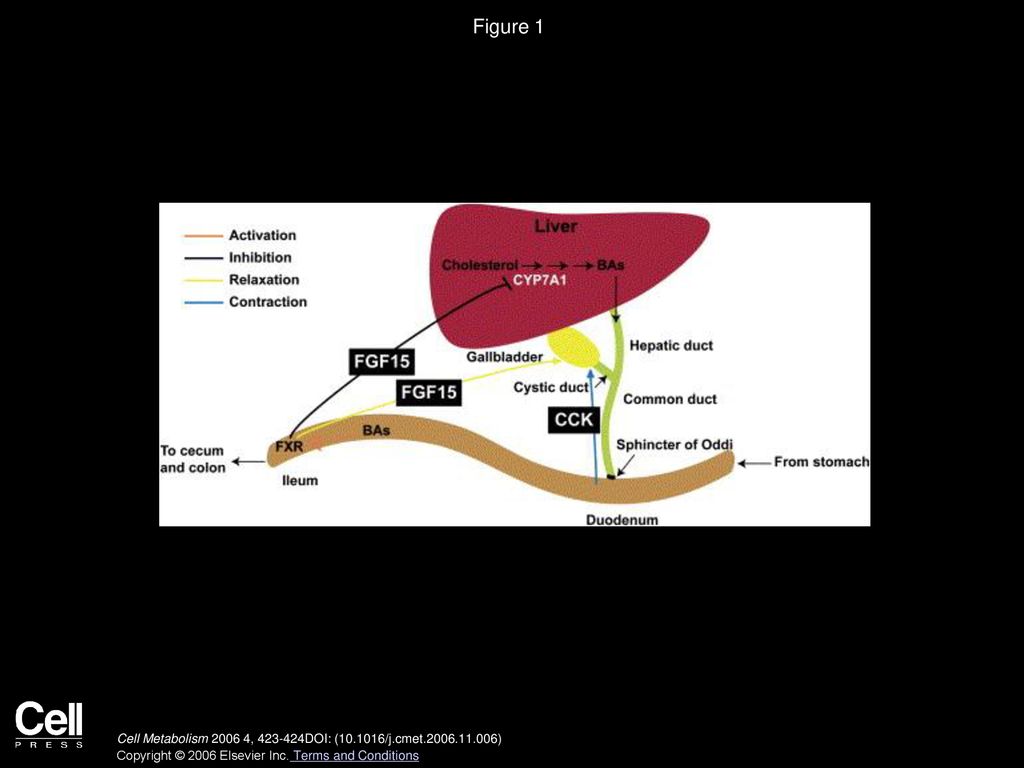 Figure 1 Schematic representation of the actions of Fgf15 on liver and gallbladder.
