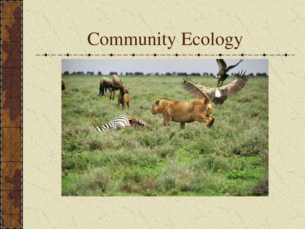 Community Ecology. - Ppt Download