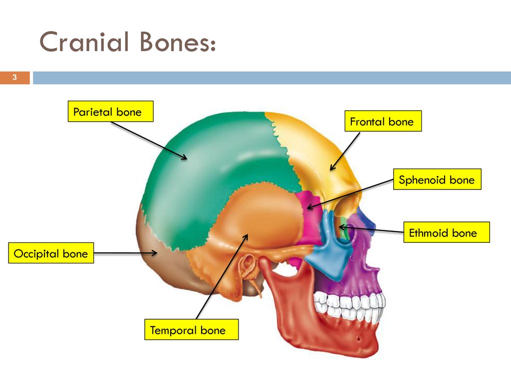 Skeletal System: Skull - ppt download