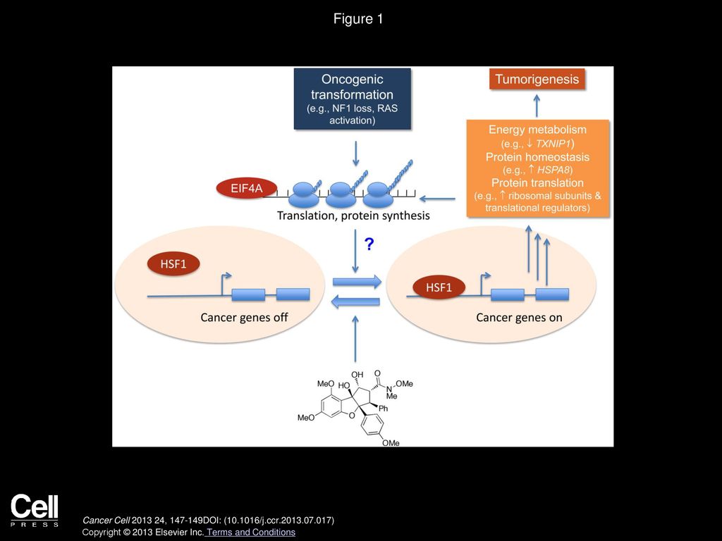 Transcription Activity Of Hsf1 On Dp71 Promoter The Potential Hsf1