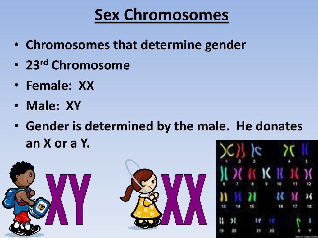 1. Circle and label the sex chromosomes in the karyotype - ppt download