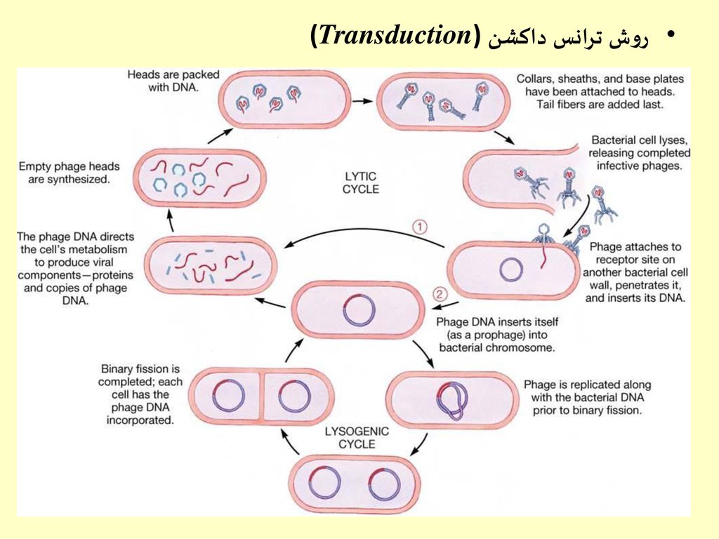 Each cell. Virus Life Cycle. Литический и лизогенный цикл бактериофага. Размножение вирусов. Viral Life Cycle.