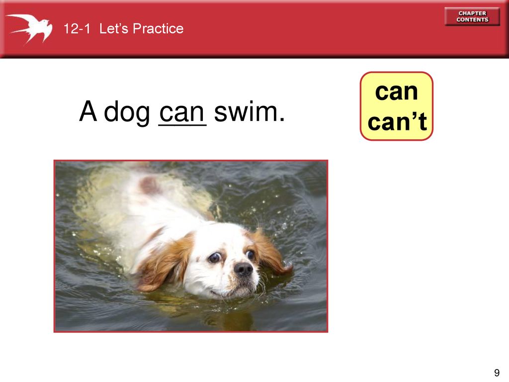 My dog can run and jump. A Dog can. Dog Swim. Dog can't Swim. Practice Dog.