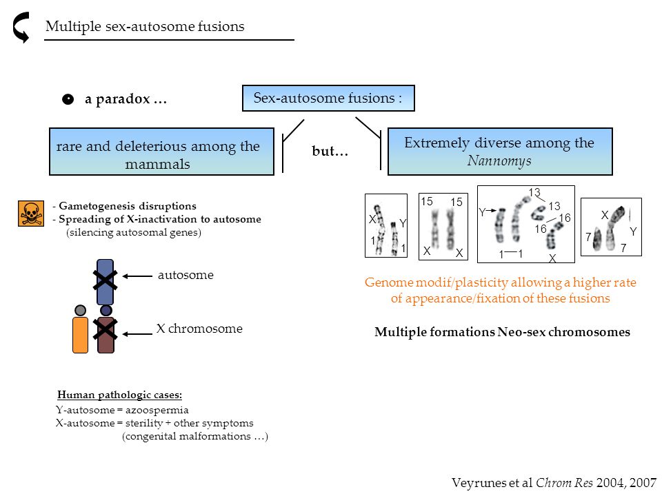 Neosex X Video - Sex chromosome evolution in Vertebrates - ppt video online download