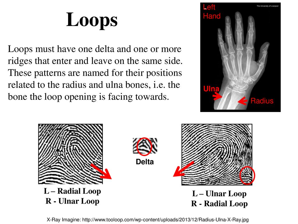 Fingerprints T. Trimpe ppt download