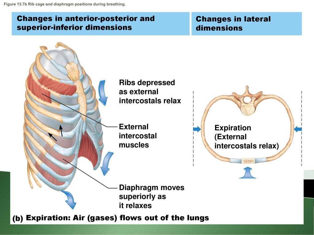 Events of Respiration Pages ppt download