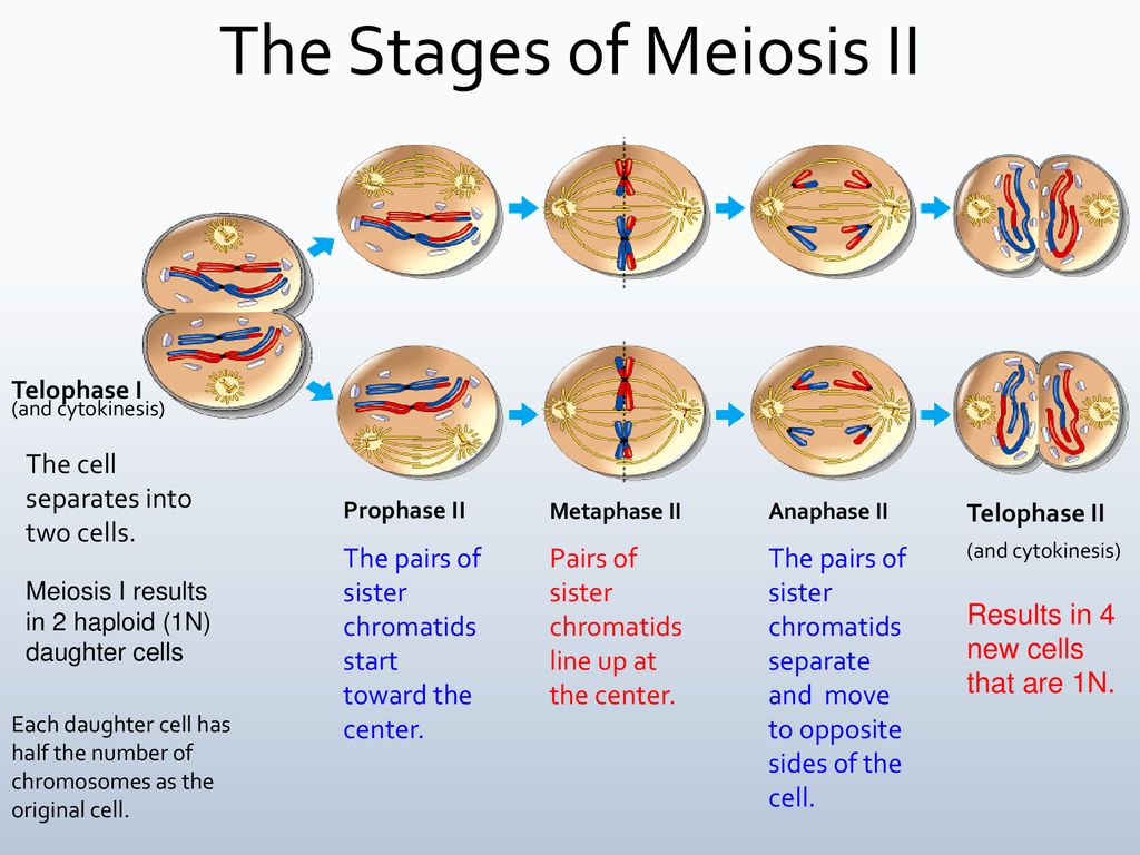 Meiosis Stages. Phases of Meiosis. Meiosis 2. Meiosis 1. Different stages