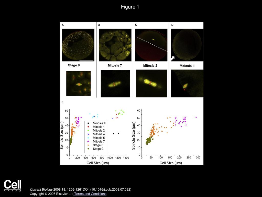 Figure 1 Spindle Size Is Uncoupled from Cell Size during First Mitoses