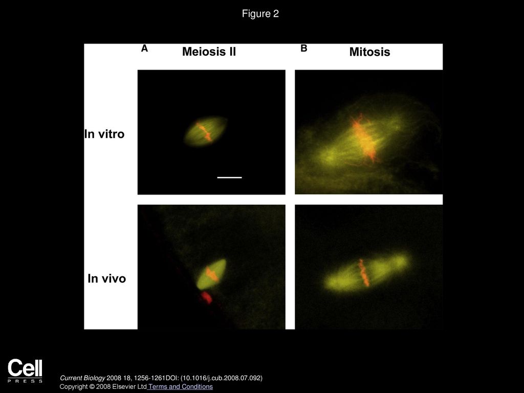Figure 2 Embryo Extract Is Able to Assemble Mitotic Spindles