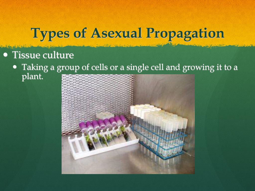 Types of Asexual Propagation