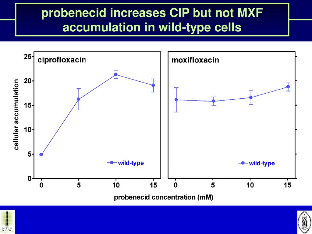 probenecid increases CIP but not MXF accumulation in wild-type cells