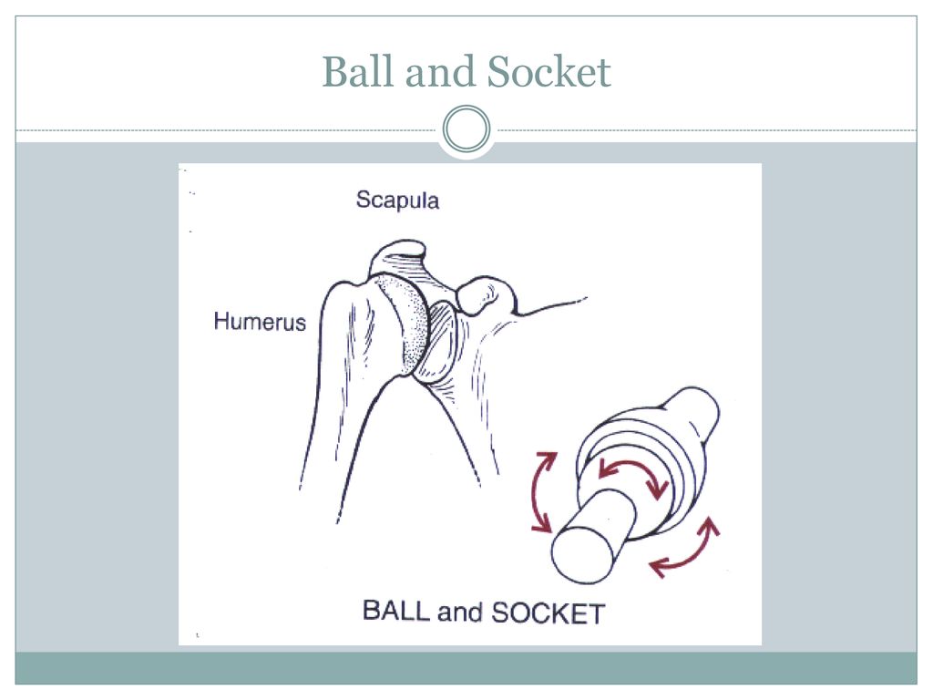 Dr. Karen Quinn - ⚡️HIPS⚡️ This ball and socket joint is... | Facebook