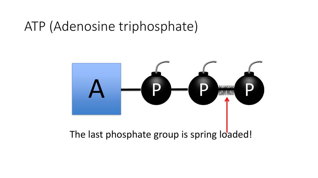 ATP (Adenosine triphosphate)