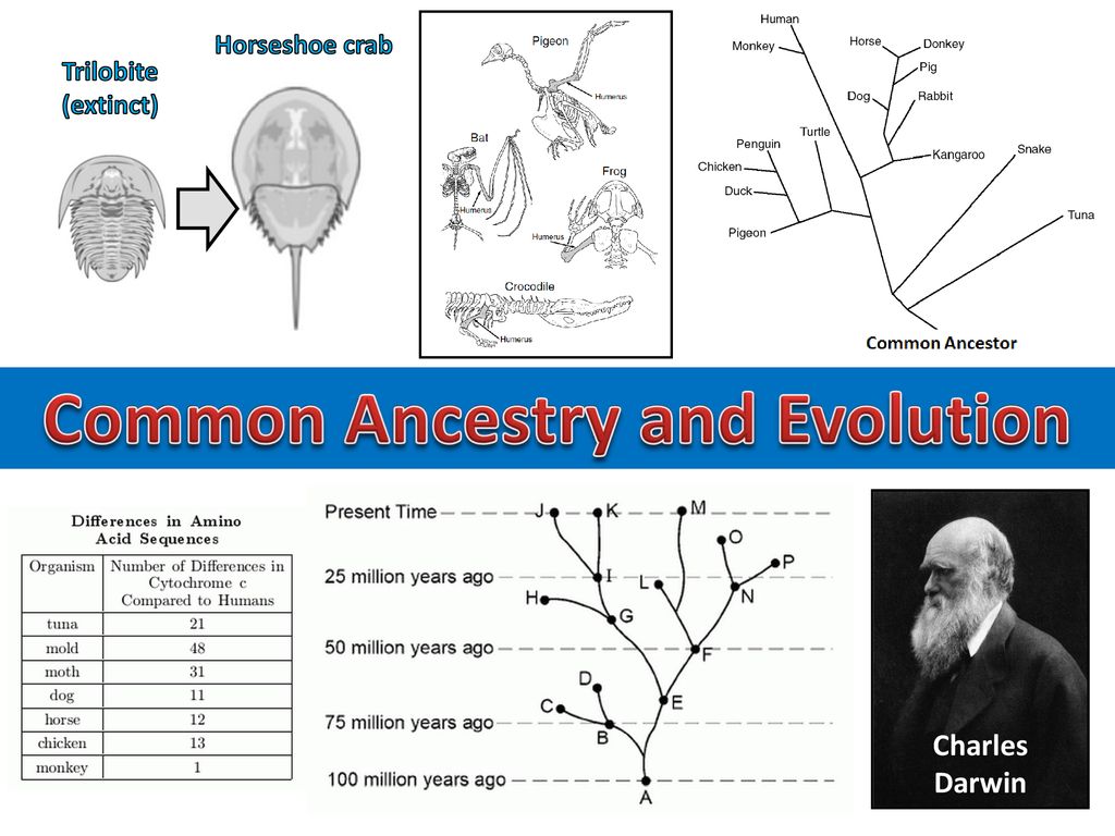 common-ancestry-and-evolution-ppt-download