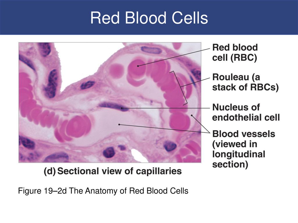 Ch 19 Blood and Hemostasis Biology Diagrams