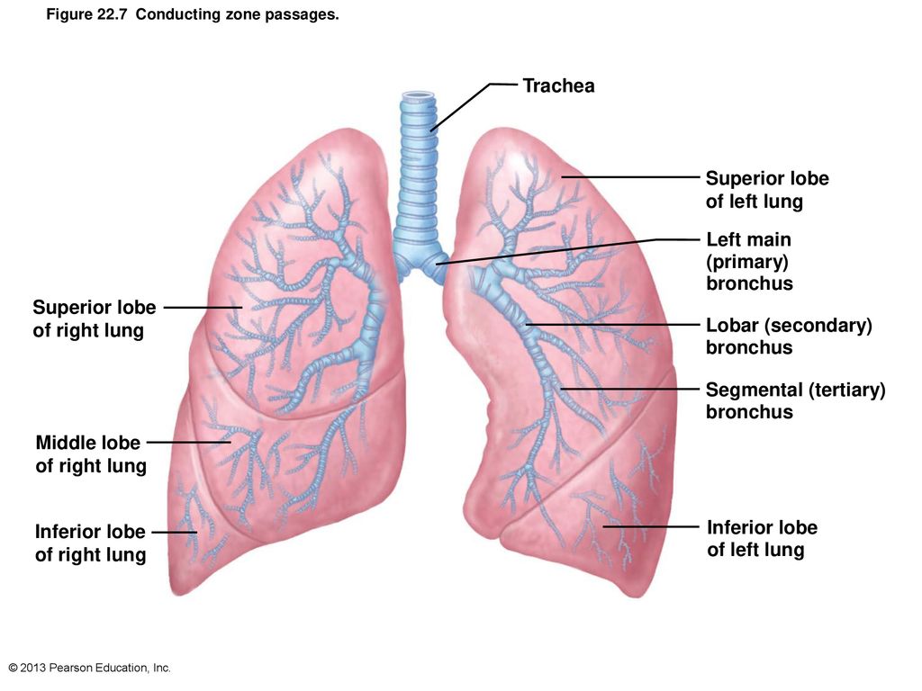 The Respiratory System: Part A - ppt download