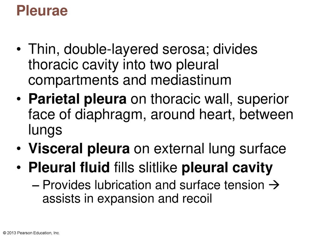 The Respiratory System: Part A - ppt download