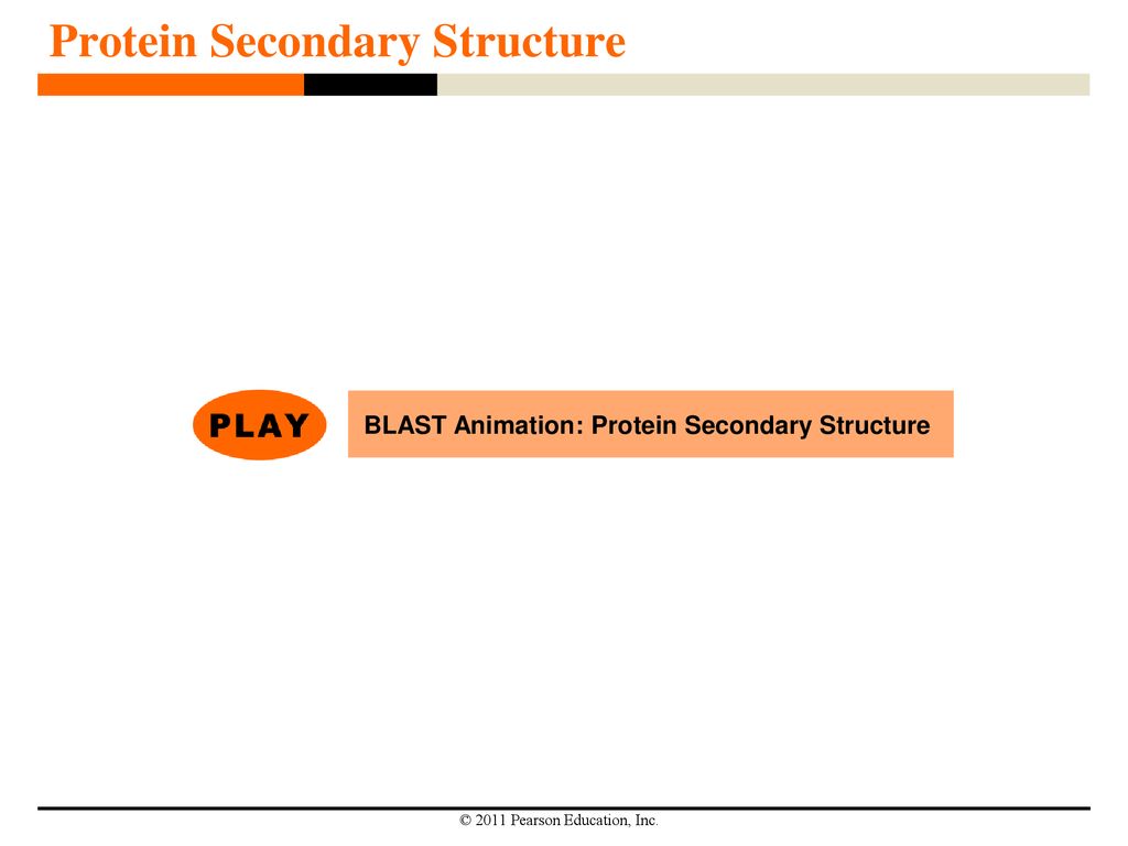 Protein Structure and Function ppt download