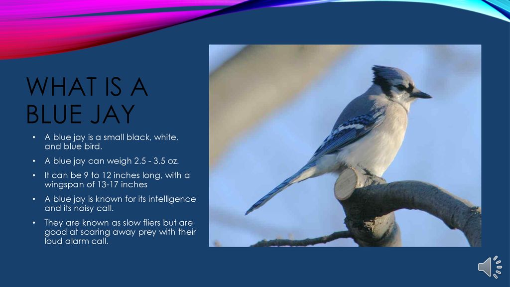 Blue Jays By Matthew Thompson Ppt Download