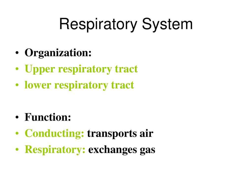 Respiratory System. - Ppt Download