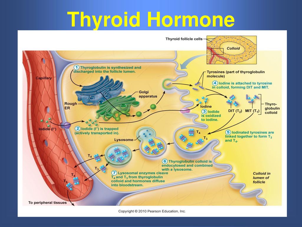 Endocrine System. - ppt download