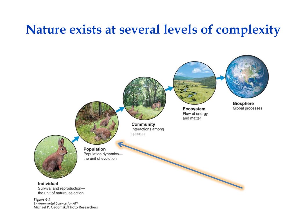 Competition & Niche Utilization - ppt download