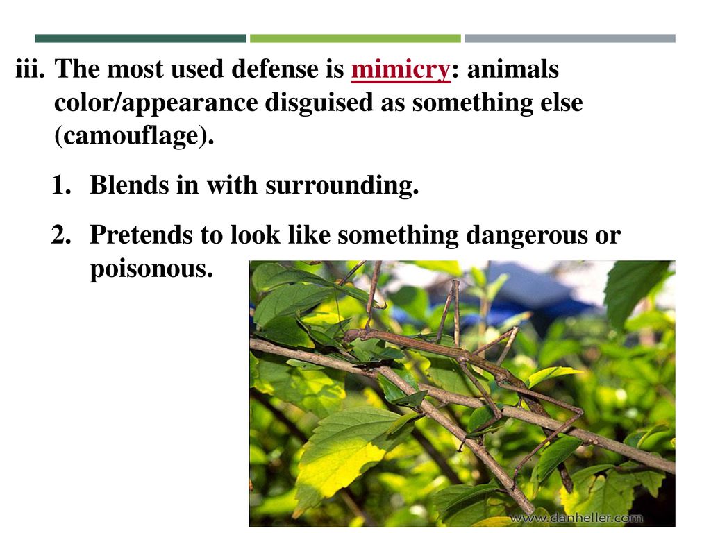 The most used defense is mimicry: animals color/appearance disguised as something else (camouflage).