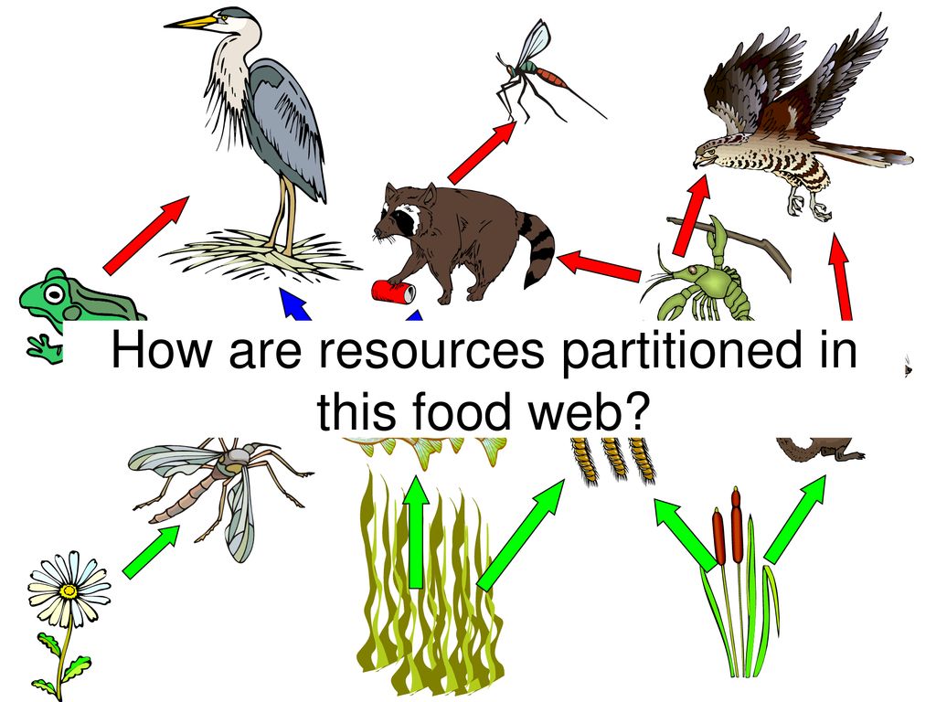 How are resources partitioned in this food web