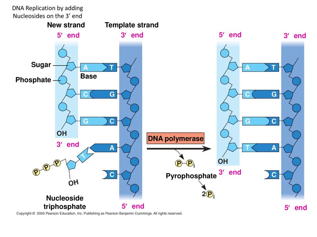 pyrophosphate dna replication