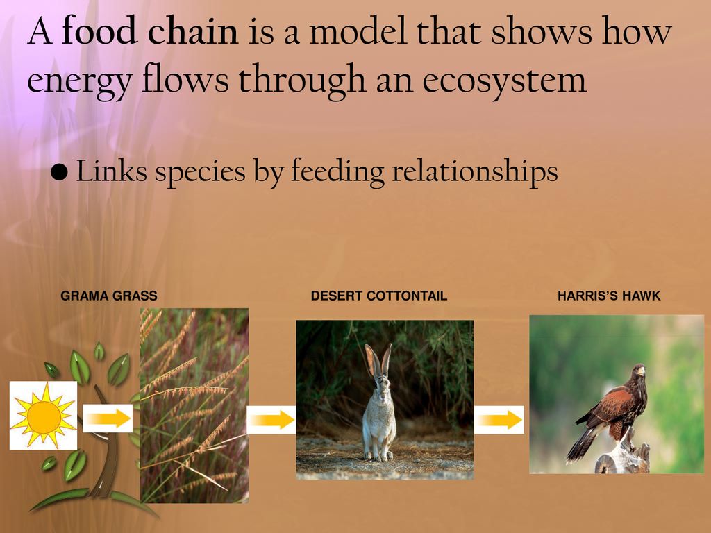 Biotic vs. Abiotic Factors Biology Diagrams