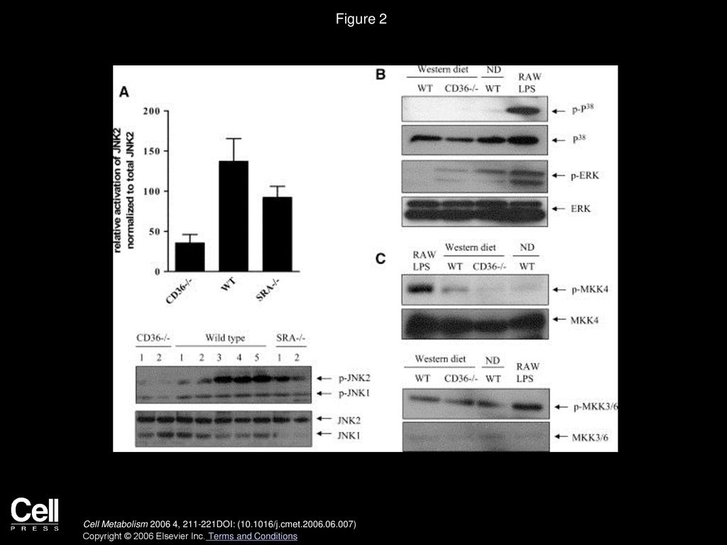Figure 2 CD36-dependent JNK2 phosphorylation in vivo in macrophages transferred into hyperlipidemic mice.