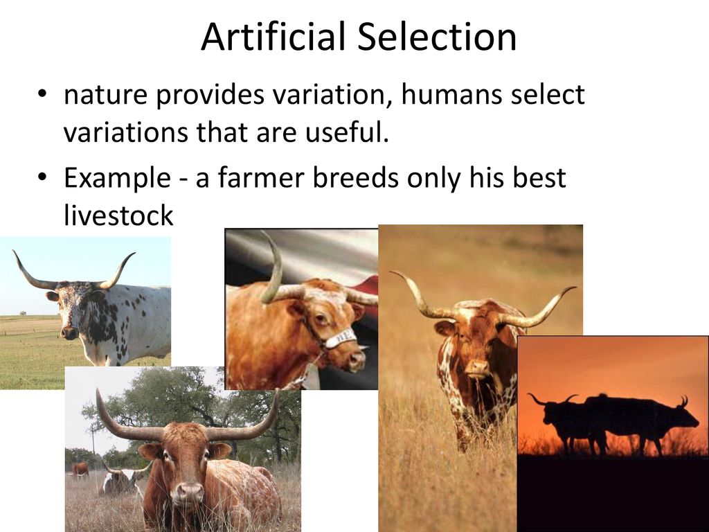 Artificial Selection nature provides variation, humans select variations that are useful.